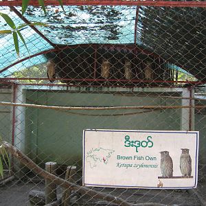 bird of prey aviaries