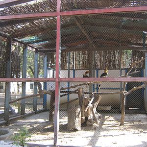 aviary for Great Hornbills (Buceros bicornis)