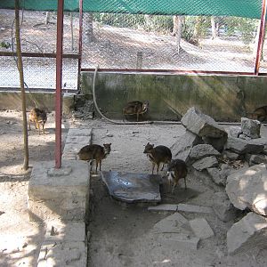 Lesser Mouse Deer (Tragulus kanchil)