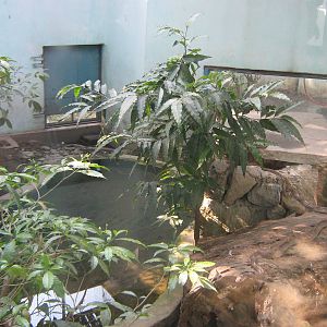 enclosure for Common Rat Snake (Ptyas mucosus)