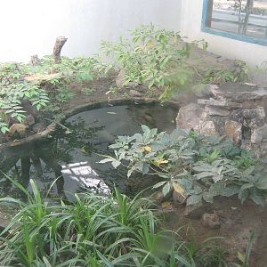 enclosure for Burmese Python