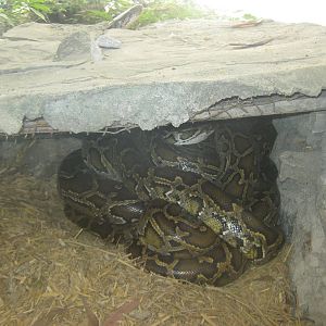 Burmese Python