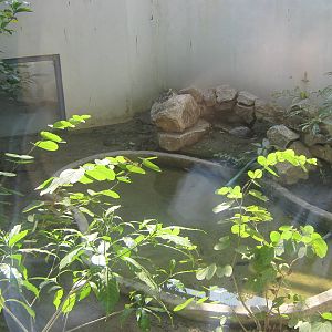 enclosure for Common Cobra (Naja naja)