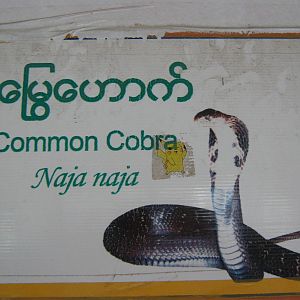 snake signage