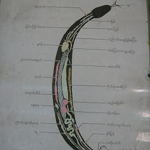 snake anatomy diagram