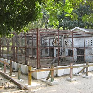 macaque cages