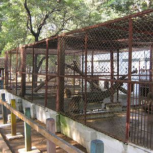 macaque cages