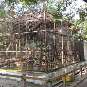 cage for Rhesus Macaques (Macaca mulatta)