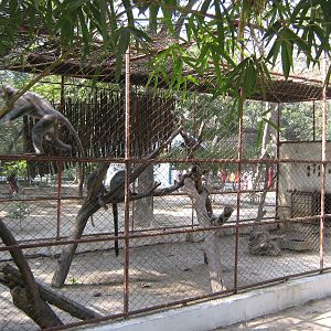 langur cage
