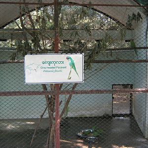 parakeet aviary