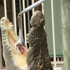 Saltwater crocodile feeding