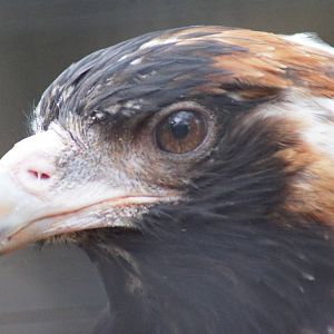 Black breasted buzzard