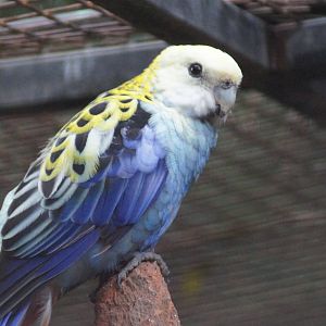 Pale-headed rosella