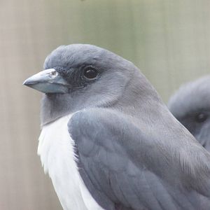 White-breasted woodswallow