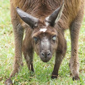 Kangaroo Island kangaroo