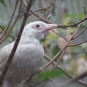(Albino) Green catbird