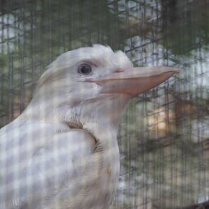 (Albino) Laughing kookaburra