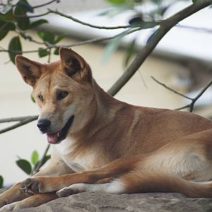Dingo