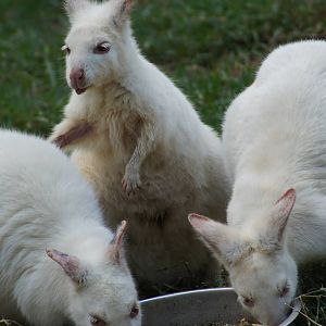 Albino tammar wallaby