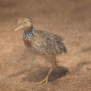 Plains wanderer