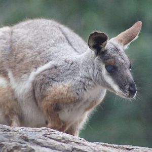 Yellow-footed rock wallaby