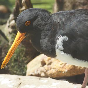 Pied oystercatcher