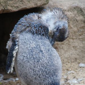 Little penguin in moult