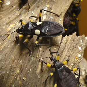 White-eyed assassin bug at Museum of life and science 2015-1-31