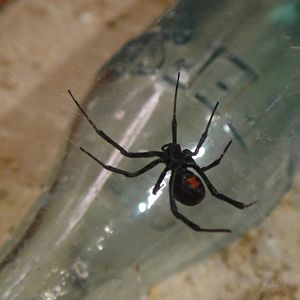 Black widow spider at Museum of life and science 2015-1-31