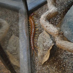 Caribbean giant centipede at Museum of life and science 2015-1-31