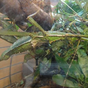 Malaysian thorny stick at Museum of life and science 2015-1-31
