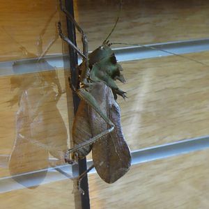 Dragon headed katydid at Museum of life and science 2015-1-31