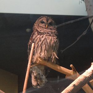 Barred owl at Museum of life and science 2015-1-31