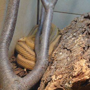 Yellow rat snake at Museum of life and science 2015-1-31