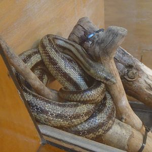 Greenish rat snake at Museum of life and science 2015-1-31