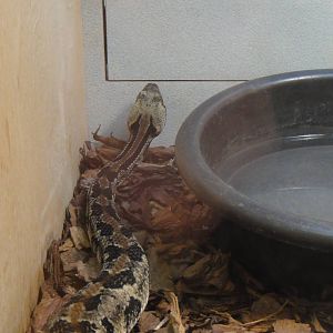 Canebrake rattlesnake at Museum of life and science 2015-1-31