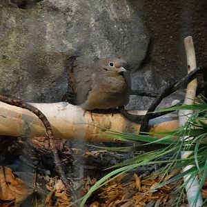 Mourning dove at Museum of life and science 2015-1-31