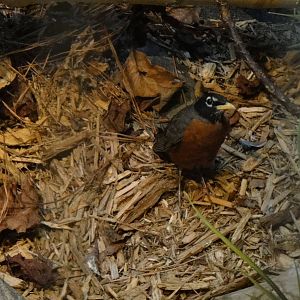 American robin at Museum of life and science 2015-1-31