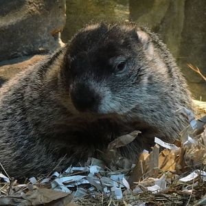 Woodchuck at Museum of life and science 2015-1-31
