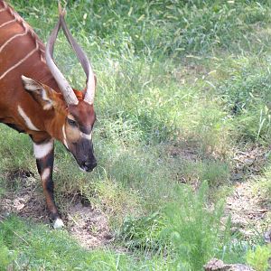 Eastern Bongo