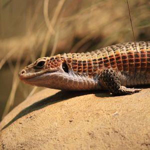 Western Plated Lizard