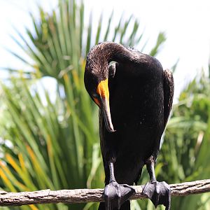 Florida Cormorant