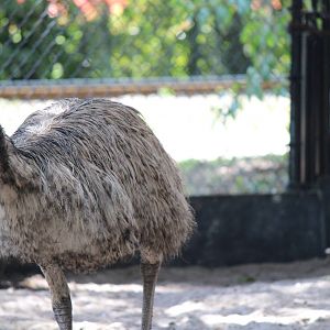 Emu
