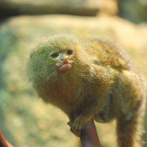 Pygmy Marmoset