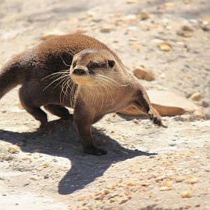 Small Clawed Otter