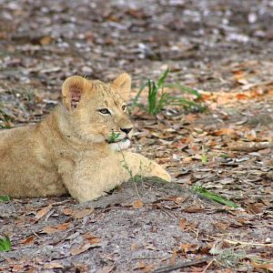 Lion Cub
