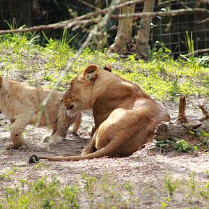 Lioness and her Cub