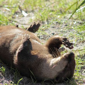Small Clawed Otter
