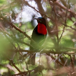 Scarlet-chested Sunbird