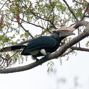 Silvery-cheeked Hornbill